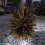 Porcupine1